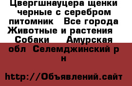 Цвергшнауцера щенки черные с серебром питомник - Все города Животные и растения » Собаки   . Амурская обл.,Селемджинский р-н